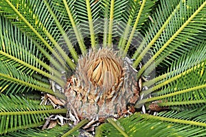 Sago palm new leaves, Teresopolis photo