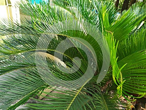 Sago palm Plant in my house