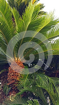 Sago palm tree Cycas revoluta with glossy green foliage