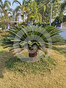 The sago palm tree in the garden or park