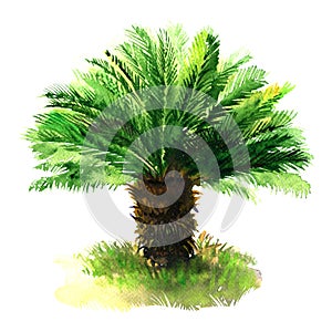 Sago palm tree with green grass, tropical sago cycad, japanese or king sago, isolated, hand drawn watercolor photo