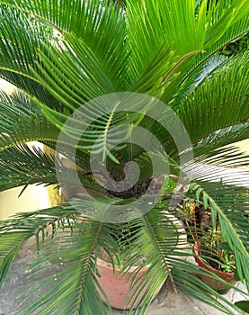 Sago palm tree in a house