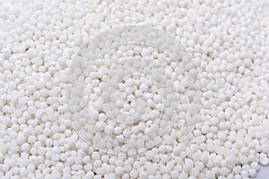 Sago Seeds isolated on White Background