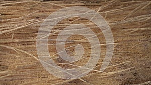 Sago stalks that are ready to be processed