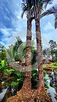 Sago tree is one type of plant that is the main food ingredient for most Indonesians, especially the people of eastern Indonesia.