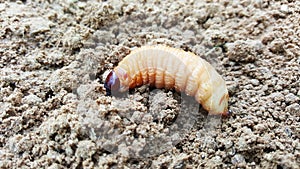 Sago worm, larvae from the red palm weevil on soil