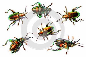 Sagra buqueti, insect beetle set action collection isolated on w photo