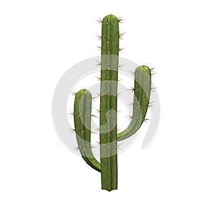 Saguaro