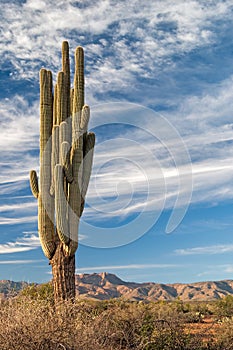 Saguaro