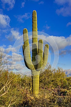 Saguaro