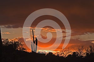 Saguaro