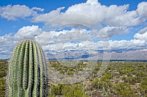 Saguaro Against Snow Covered Mountains