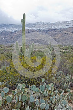 Saguaro Against Snow Covered Mountains
