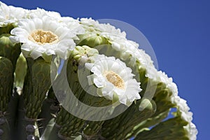 Saguaro bloom photo