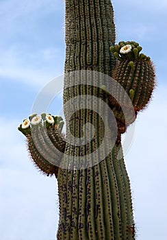 Saguaro in Bloom photo