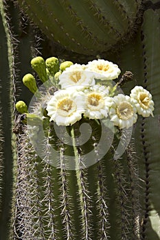 Saguaro Blooming