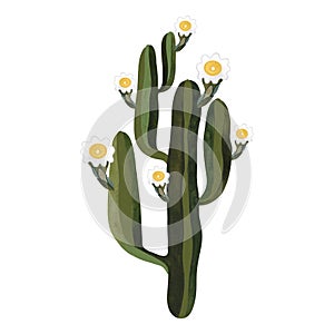 Saguaro. Blooming cactus with white and yellow flowers. Plants for the home. Floriculture. Desert flora. Isolated
