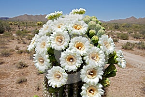 Saguaro Blossom