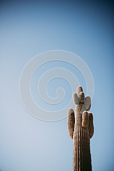 Saguaro Cacti In Arizona