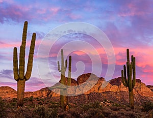 Saguaro Cacti in the Arizona Desert at Sunset