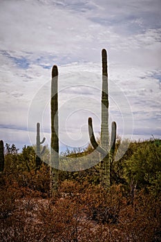 Saguaro cacti Carnegiea gigantea against cloudy sky in Arizona desert