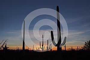 Saguaro cacti, Carnegiea gigantea, at sunset in Saguaro National Park.