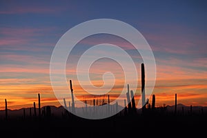 Saguaro cacti, Carnegiea gigantea, at sunset in Saguaro National Park.