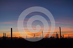 Saguaro cacti, Carnegiea gigantea, at sunset in Saguaro National Park.