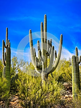 Saguaro Cacti in Desert Tucson Arizona