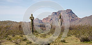 Saguaro cacti in front of Red Mountain in the Salt River management area near Scottsdale Mesa Phoenix Arizona USA