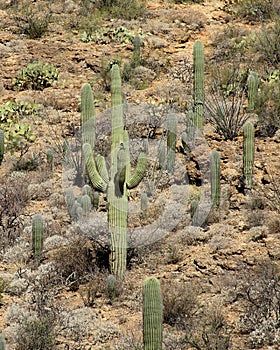Saguaro cacti in a mountain valley in the Arizona Sonoran Desert