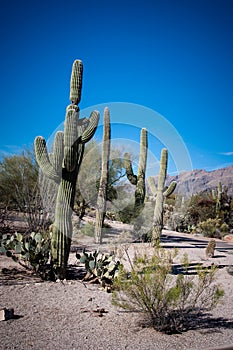 Saguaro cacti in Sabino canyon