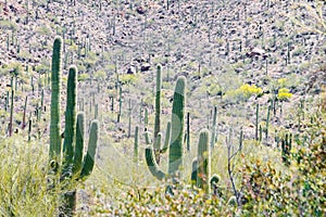 Saguaro Cacti on Side of Desert Mountain Landscape