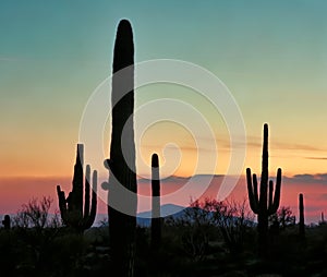 Saguaro Cacti silhouetted at Sunset in the Southwest