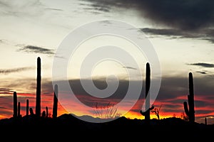 Saguaro Cacti Sonoran Desert Sunset