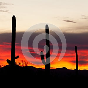 Saguaro Cacti Sonoran Desert Sunset