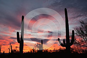 Saguaro Cacti Sonoran Desert Sunset Saguaro NP AZ