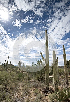 Saguaro cacti in southern Arizona desert