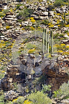 Saguaro cacti stand on rocky ledge on Mount Lemmon, a sky island