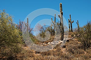 Saguaro Cacti stand Sentinal in the Phoenix Sonoran Preserve photo