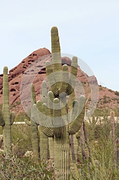 Saguaro cacti surrounded by desert shrubs in front of giant red boulders in Scottsdale, Arizona