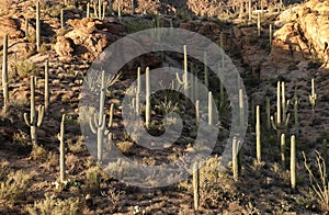 Saguaro Cacti in Tucson