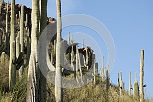 Saguaro cacti Tucson, Arizona