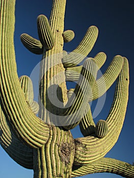 Saguaro Cactus 1