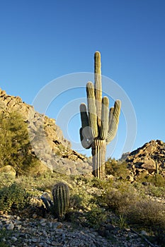 Saguaro Cactus 1