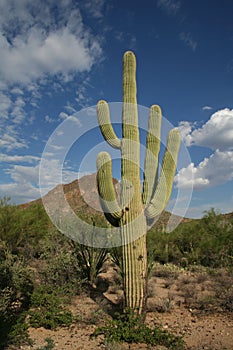 Saguaro cactus photo