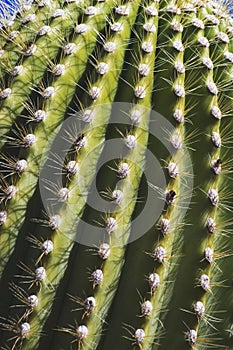 Saguaro Cactus