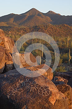 Saguaro Cactus