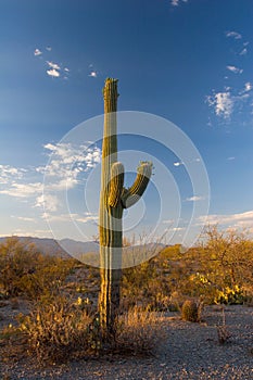 Saguaro Cactus