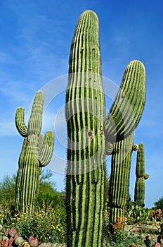 Saguaro cactus photo